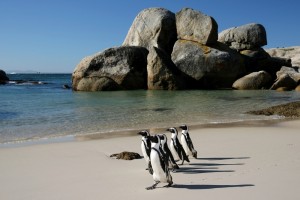 Boulders Beach cape town watersports