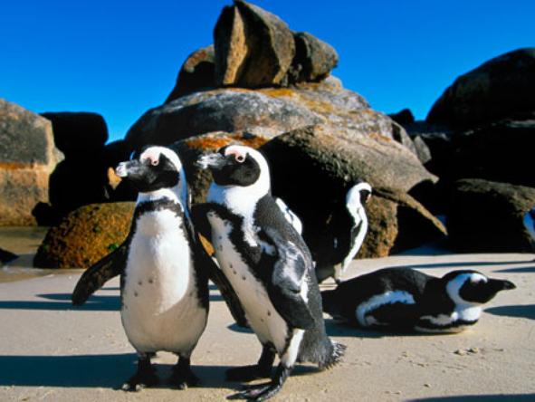 boulders-beach-penguins